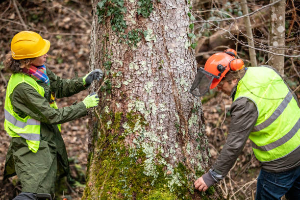  New Berlin, IL Tree Removal Services Pros