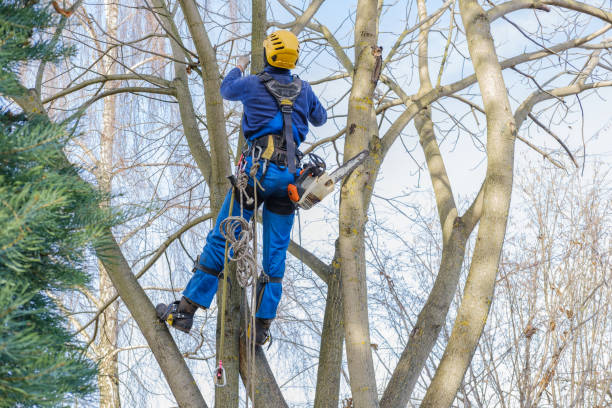 Best Tree Mulching  in New Berlin, IL